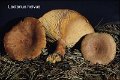 Lactarius helvus-amf1072
